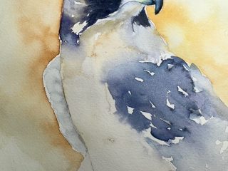 PEREGRINE FALCON - 8.5" x 11" - $275 - Watercolor on 140lb watercolor paper. Unframed.