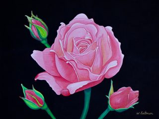 ROSE BUD - Acrylic - 24" x 24" x 2" - on Gallery-Wrap Canvas - $495